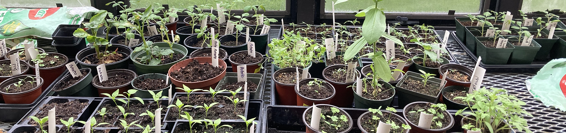 nursery pots of varying plants by greenhouse window.