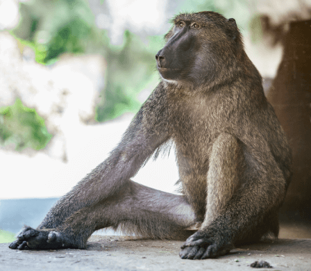 A baboon sitting on the ground at the Seneca Park Zoo.