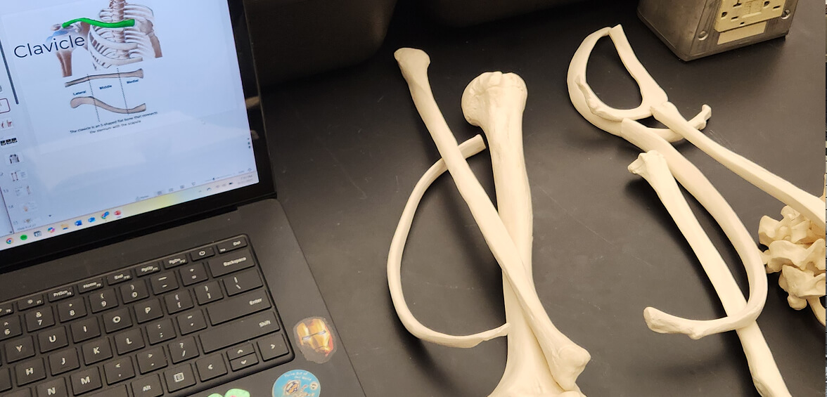 A closeup of a laptop screen showing the human clavicle, with replica bones laying next to it.