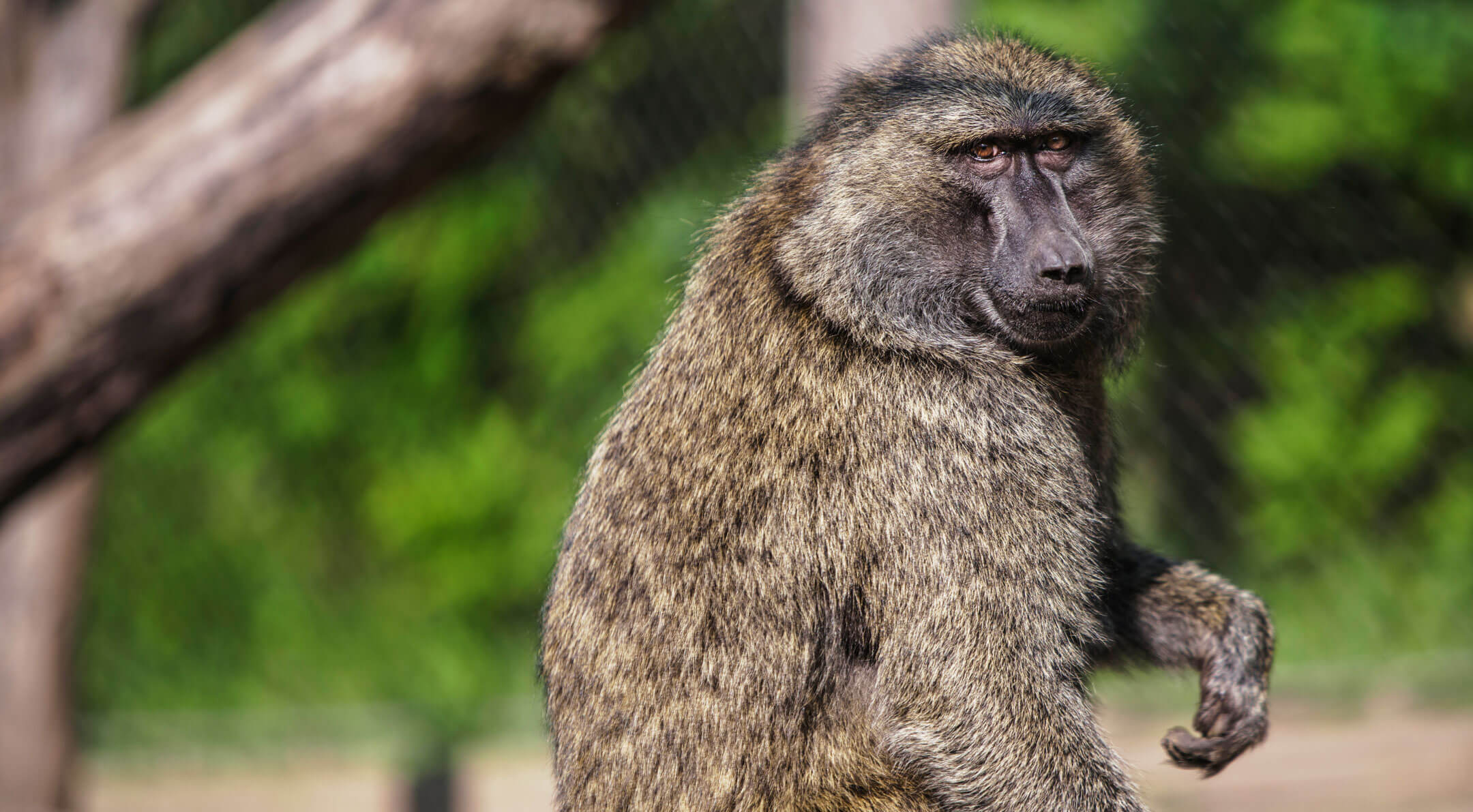 A baboon staring into the camera.