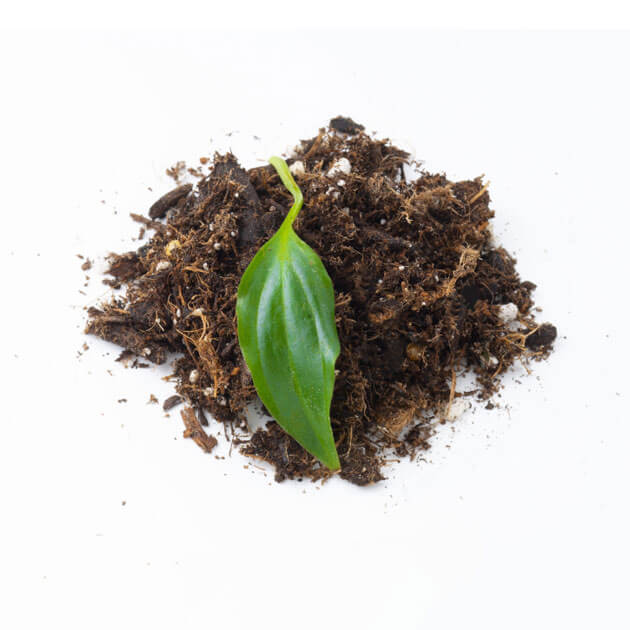 A leaf laying on top of some soil.