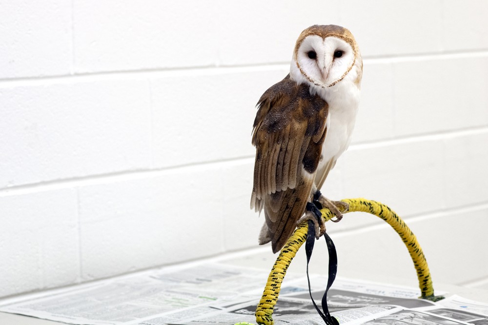 Barn owl on table.