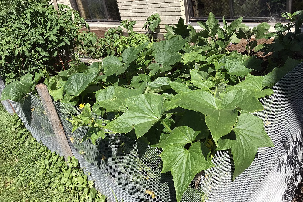 <p>The RIT Foodshare garden is bursting with tomato, zucchini and&nbsp;pepper plants along with mint and basil. Foodshare supplies donated food, both perishable and non-perishable items, to the campus community and is located at 113 Riverknoll.</p>

