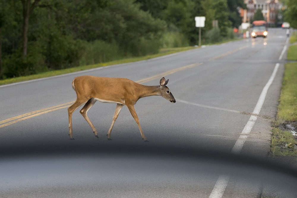 <p>RIT is home to deer, foxes and other wildlife in the woods and trails surrounding campus.&nbsp;Drive carefully, slow down and scan the forested areas near roads to avoid any collisions.</p>
