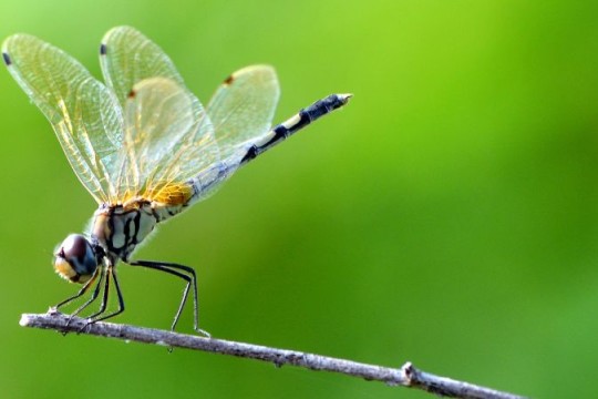 a photo of a dragonfly