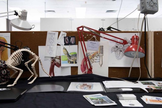 Desk with medical illustrations spread out on it