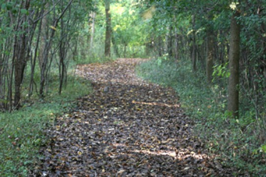 Nature trail with leaves on it.