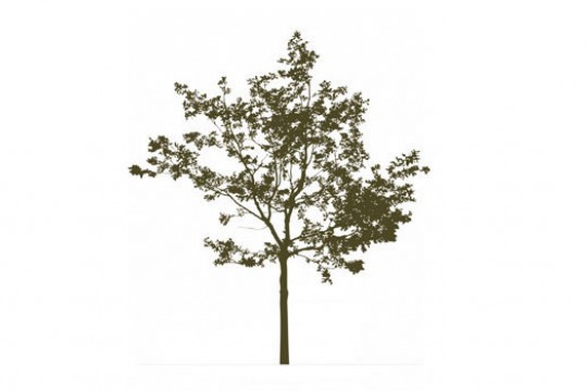Picture of tree