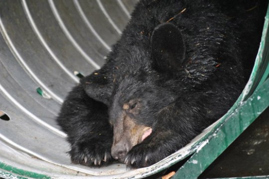 Black bear in tunnel.