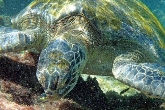 closeup of a sea turtle underwater.