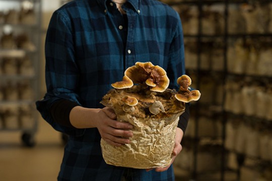 Person holding bag of mushrooms