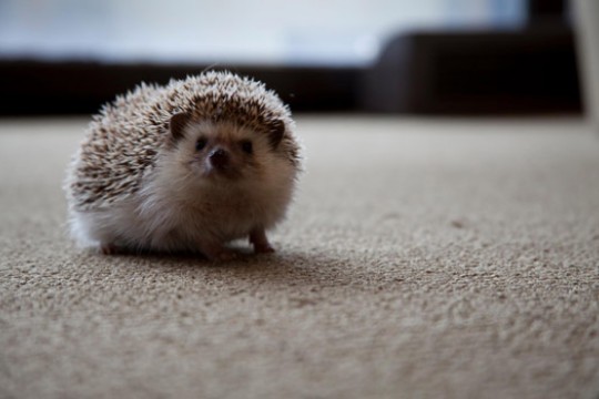 Picture of hedgehog