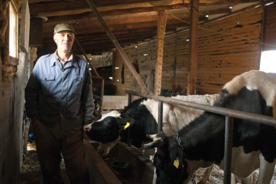Person posing with cows