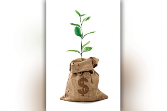 Picture of bag with plant