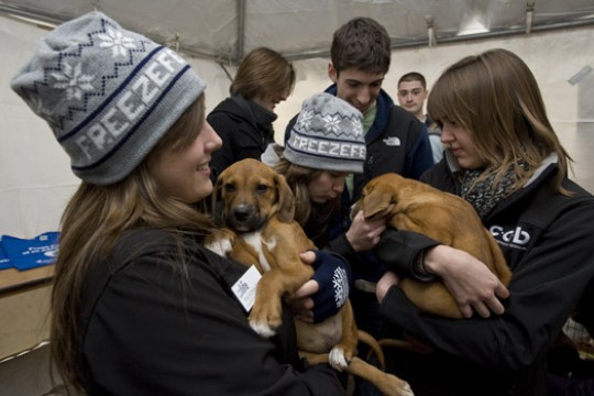 People posing with puppies