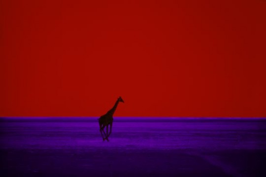 Photo of Giraffe in purple field