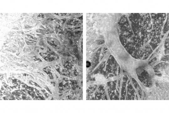 Microscopic picture of cell