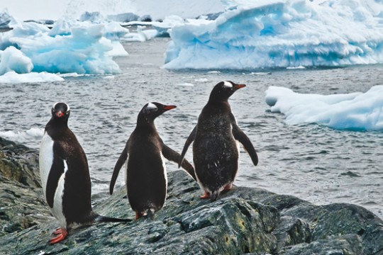 Picture of penguins near iceberg