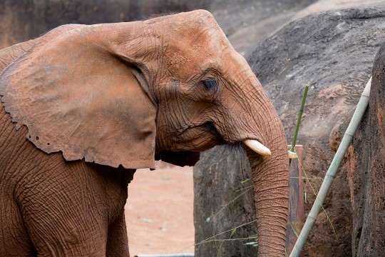 Side profile of a small brown elephant.