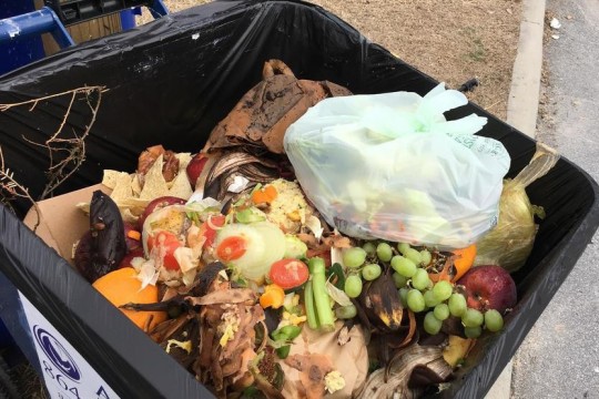 Food scraps in garbage tote.