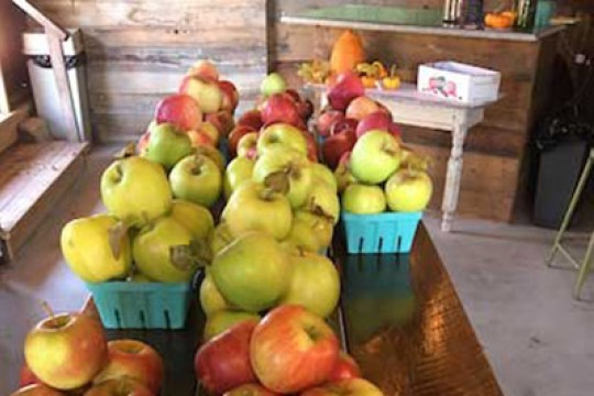 baskets of apples on a table.