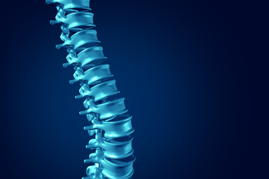 closeup of discs in a spine