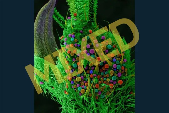 marijuana made with an electron microscope with the word MIXED stamped on it.