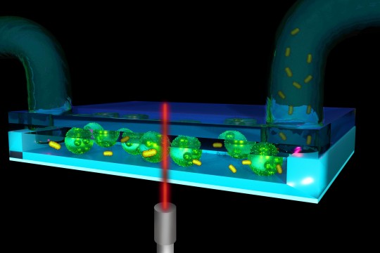 illustration of the inside of a tubing system with bacterial cells and auto‐fluorescence