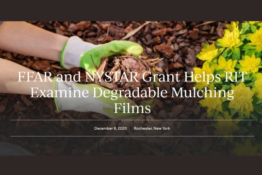 person holding a handful of mulch next to yellow flowers with the words FFAR and NYSTAR Grant Helps RIT Examine Degradable Mulching Films.