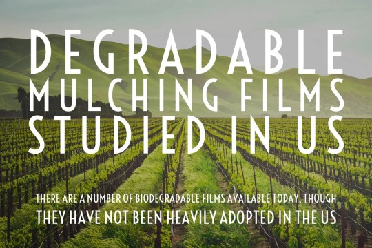 field of crops with the words Degradable mulchng films studied in US.