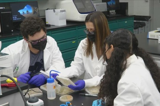 three student researchers comparing plates of bacteria.