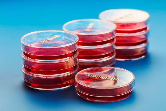stacks of petri dishes with red bottoms.