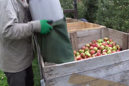 a farm worker dumping a tote of apples into a large wooden bin.