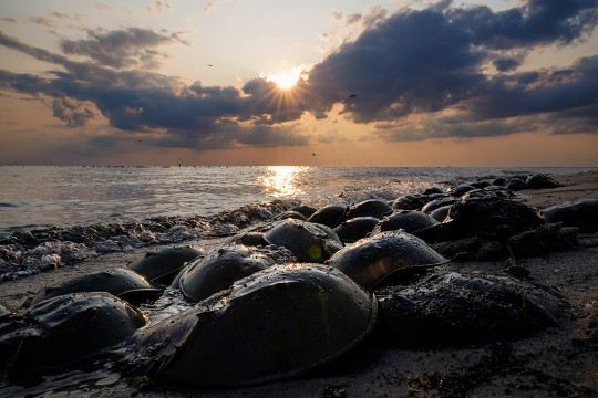 a beach at dusk or dawn with several horseshoe crabs on the sand.