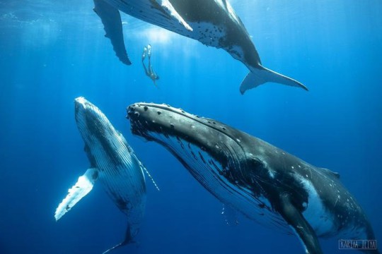 Baleen Whales swim in the water with a scuba diver in the background