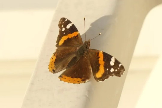 a red admiral butterfly, which is predominantly black with orange and white accents towards the wing tops, is shown close up resting on a white pole.