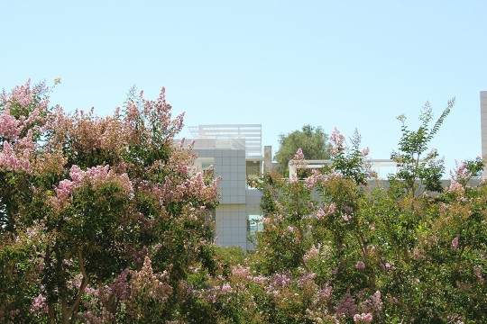 image of the Getty Center with lilac trees in the foreground.