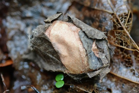 wet leaves appear on the ground.