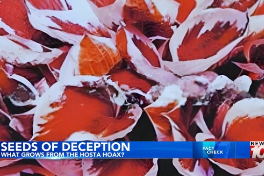 'a red and white plant similar to a hosta is shown on screen with the WHEC chyron below it.'