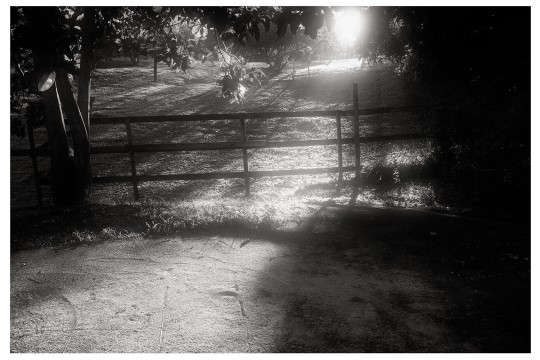 The sun shines through trees.