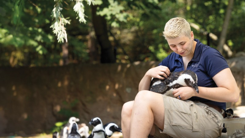 RIT alumna Brenna De Angelis is sitting outdoors on a rock holding an African penguin, with a group of penguins standing nearby. The setting appears to be a zoo or wildlife enclosure with natural greenery in the background.