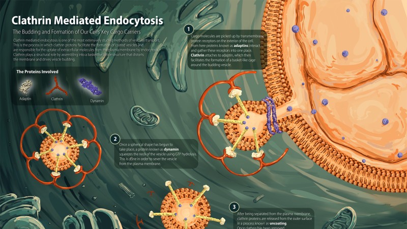 An illustration of clathrin mediated endocytosis.