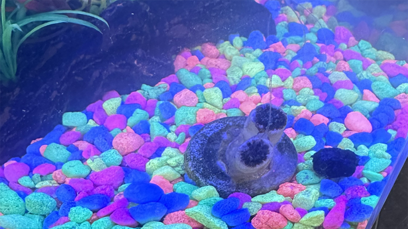 Coral rocks of various neon colors in an aquarium tank.