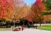 Bright orange trees, people walking, woman sitting on a bench