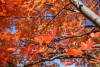 Red leaves on a tree with blue sky behind