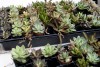 plants in trays