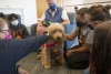 dog and students