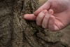 a closeup shot of a hand where a finger is catching a drop of sap from a maple tree.