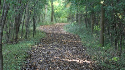 Nature trail with leaves on it.