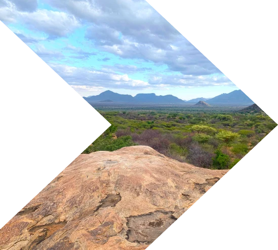 Connecting Rochester to a Rainforest